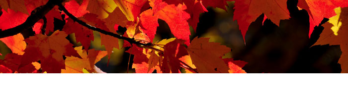 Business Transactions